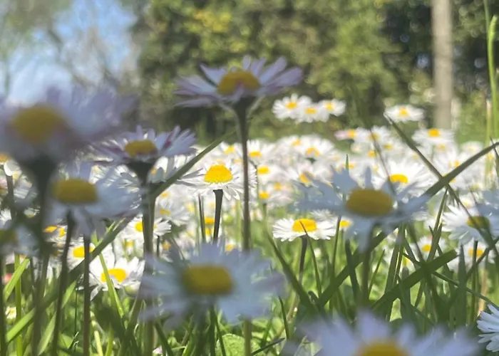 Solarola 카스텔겔포디블로냐